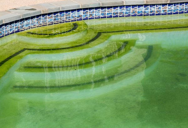 Pool Deck Algae Removal in Meridian